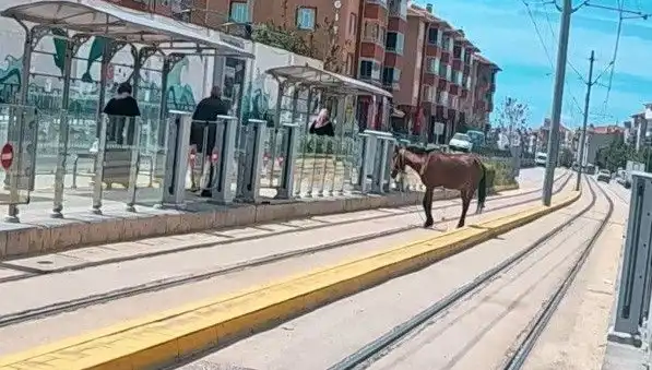 Eskişehir'de Tramvay Raylarında Başıboş At Yürüyüşü: Şaşkınlık Yaratan Anlar