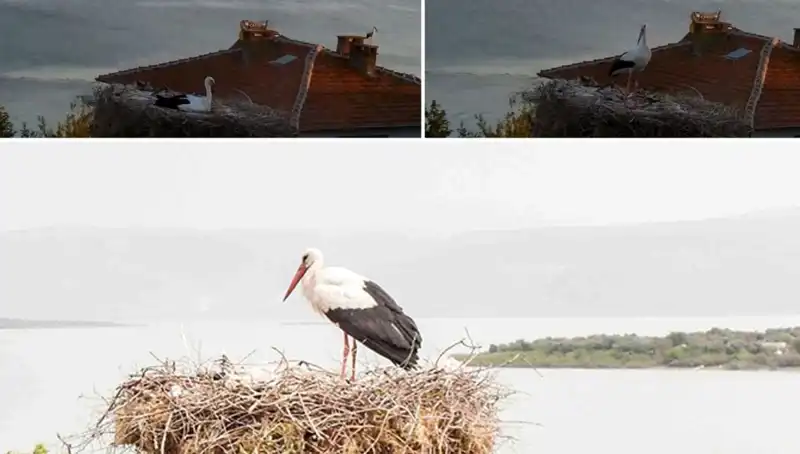 Yaren Leylek, Depremin Gelmesini Önceden Hissetti!