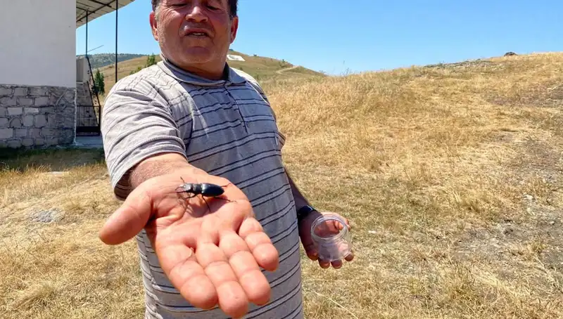 Sivas'ta Görülen Bu Böceği Öldürmenin Cezası 557 Bin TL!