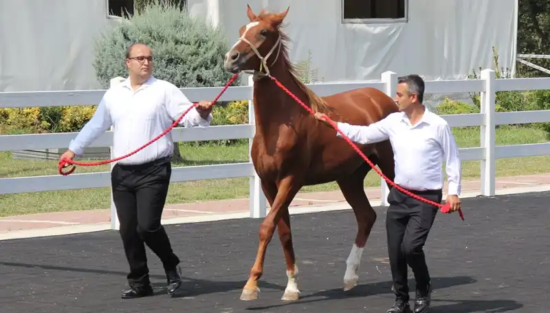 Rekor Kırarak Unutulmaz Bir Tarihe İmza Atan "Taşkın Kral"