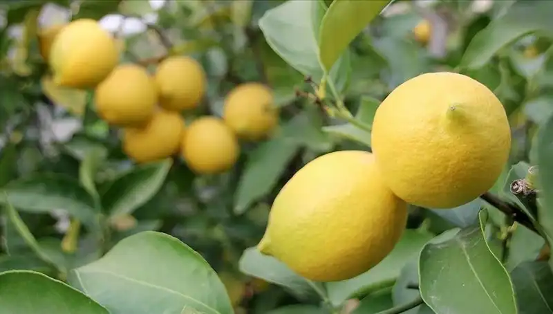 Limonun Fiyatı Rekor Kırdı: Adedi 24 Lira Olunca Ne Yapmalı?
