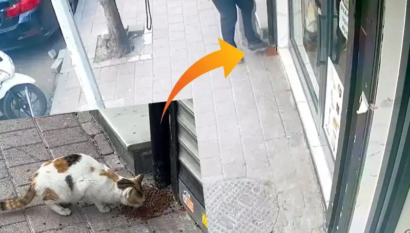 Kedilerin Mamalarını Dağıtan Gizemli Şaşkınlık: İnanılmaz Olay!