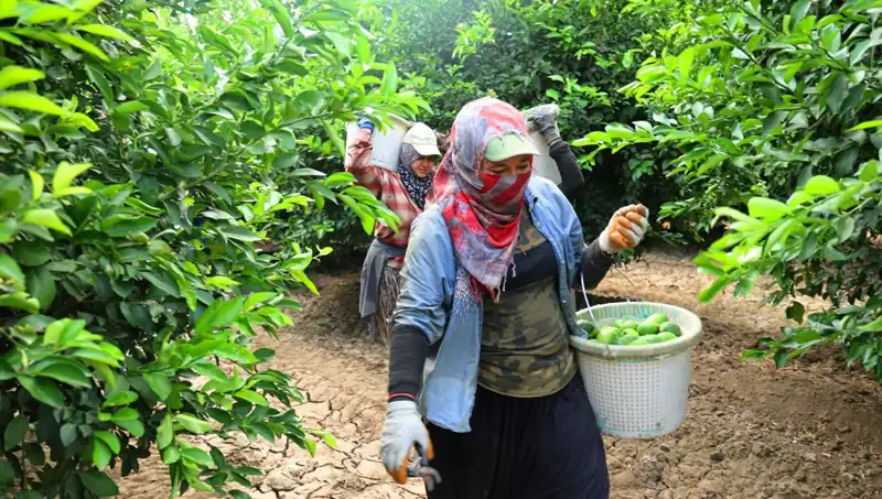 Marketlerdeki Patates Fiyatları Tavan Yaptı: Düşüş Yolda mı?